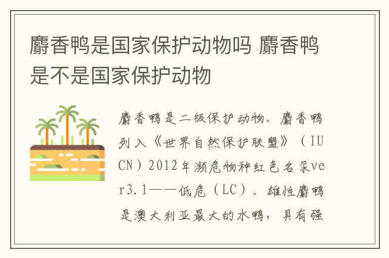 麝香鸭是国家保护动物吗 麝香鸭是不是国家保护动物